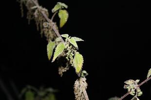 IMG_1289