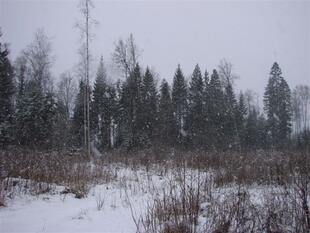 241206
