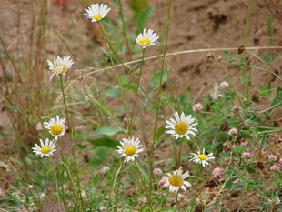 senokos 315